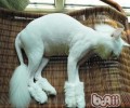 猫咪要不要剪毛？