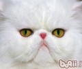 不要容易跟猫咪对视