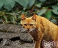 四川简州猫简介