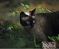 猫咪为什么会拱背炸毛