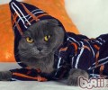 你的猫咪要穿衣服吗？