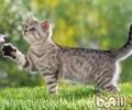 猫咪的尾巴会说话