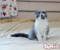 小小猫一天吃多少猫粮适宜？