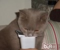 猫咪能够喝酸奶吗？