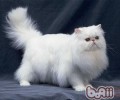 你合适收养什么样的猫咪