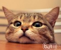 怎么成功招引猫咪的重视