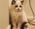 猫咪究竟爱不爱谈天