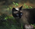 猫咪和老鼠能否共处一室