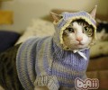 冬天为怕冷猫咪保暖准则