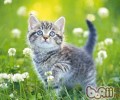 不是一切猫咪都合适家养