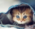 猫咪没了胡须会怎样