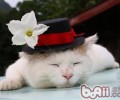 好睡觉协助猫咪健康成长