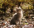 猫咪是不是真的不怕疼