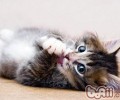 猫咪是否会有愧疚的情感