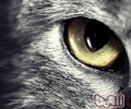 透着绿光的恐惧猫眼