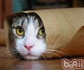 变废为宝，自己着手为猫咪做玩具