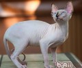 猫咪有幽默感吗