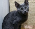 猫咪下巴脱毛是怎么回事