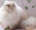 怎样正确帮猫咪换食