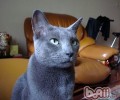 为宠物猫选窝需注意哪些