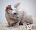 猫咪为什么好奇心强