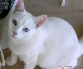 带宠物猫出境须知