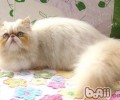 幼猫及病猫的养殖关键