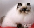猫咪需求经常吃钙片吗