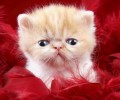 冬天天寒，请多给漂泊猫一些关爱