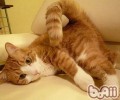 猫咪终究会不会放屁