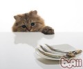 解析猫咪吃鱼问题