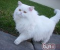 猫咪打呼噜吗