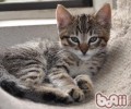 猫咪的运动体系有什么特征