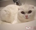 猫咪为什么爱洁净