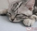 怎样照料孤儿猫