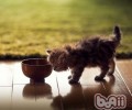 干性猫粮并不比猫罐头差
