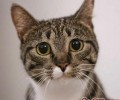 猫咪的前史由来