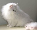 养公猫好仍是养母猫好