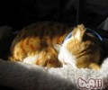 猫咪划定地盘的三种方法