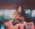 为高龄猫咪发明幸福生活