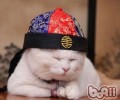 猫咪变老了会怎么样