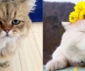 日本人的爱猫情结