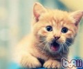 猫咪喵喵叫其实是在表达不满