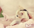 猫咪流行症的基本知识