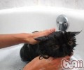 猫奴必知的冬天养殖宝典