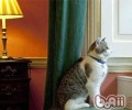 圈养猫咪的乡土情结