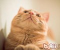 主人出远门猫咪怎么办