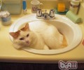 养宠物猫，你预备好了吗