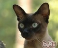 捡到漂泊猫应该怎么办