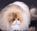让人忧虑的猫咪换毛